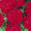 Verbena 'Quartz Scarlet'