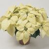 Poinsettia Euphorbia Pulcherrima 'Snowcap'