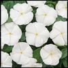 Vinca 'Cooler Coconut'