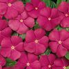 Vinca 'Cooler Deep Orchid'