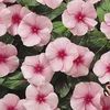 Vinca 'Cooler Grape'
