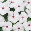 Vinca 'Cooler Peppermint'