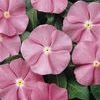 Vinca 'Cooler Pink'