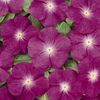 Vinca 'Cooler Raspberry'