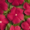 Vinca 'Cooler Red'