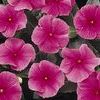 Vinca 'Cooler Rose'