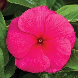 Vinca 'Cora Burgundy'