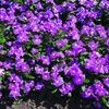 Vinca 'Cora Deep Lavender'