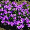 Vinca 'Cora Lavender'