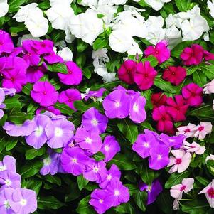 Vinca 'Cora Mix'