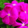Vinca 'Cora Pink'