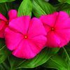 Vinca 'Cora Punch'