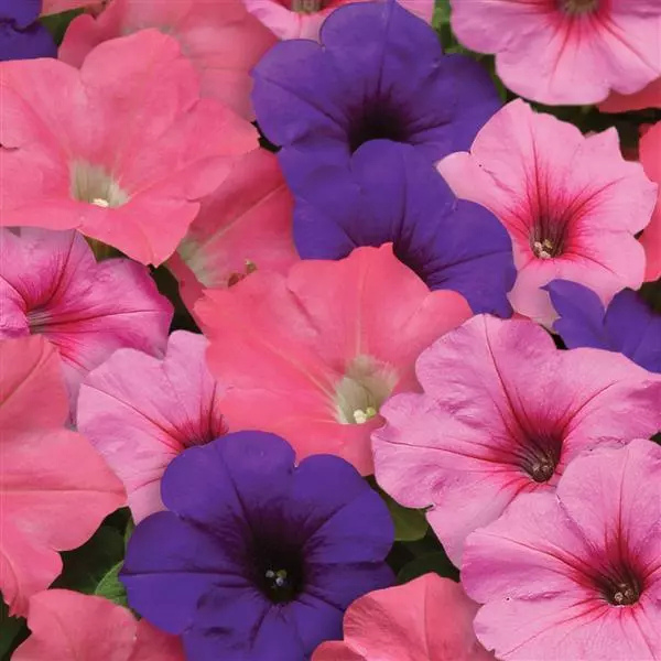 Petunia hybrida 'Easy Wave Beachcomber Mix' Petunia hybrida 'Easy Wave Beachcomber Mix'