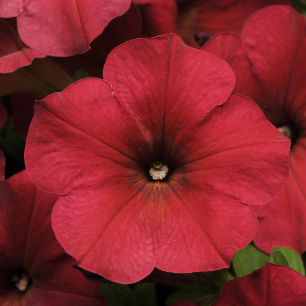 Petunia hybrida 'Easy Wave Berry Velour' Petunia hybrida 'Easy Wave Berry Velour'