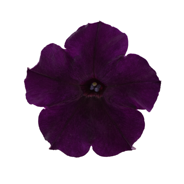 Petunia hybrida 'Easy Wave Navy Velour' Petunia hybrida 'Easy Wave Navy Velour'