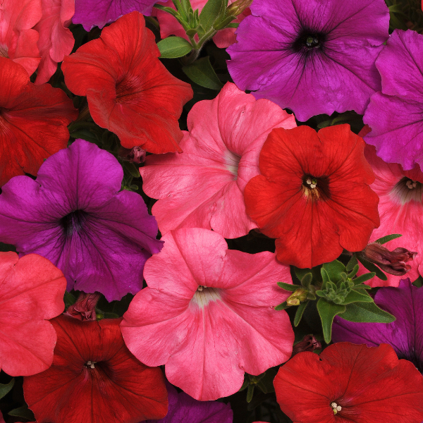 Petunia hybrida 'Easy Wave South Beach Mix' Petunia hybrida 'Easy Wave South Beach Mix'