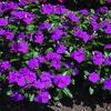 Vinca 'Cora Violet'