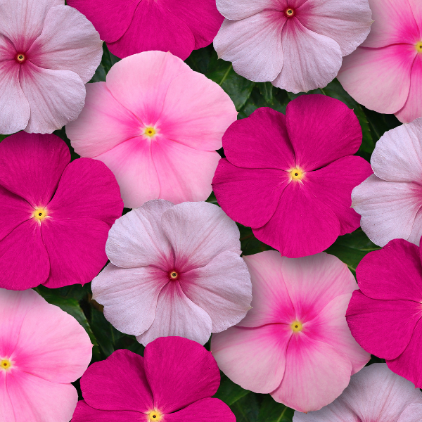 Vinca catharanthus roseus 'Titan Bubblegum Mix' Vinca catharanthus roseus 'Titan Bubblegum Mix'