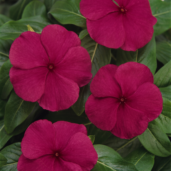 Vinca catharanthus roseus 'Titan Burgundy' Vinca catharanthus roseus 'Titan Burgundy'