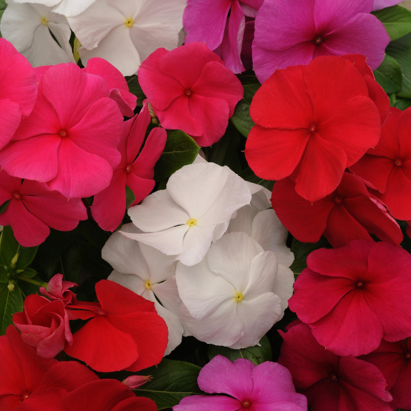 Vinca catharanthus roseus 'Titan Clear Mix' Vinca catharanthus roseus 'Titan Clear Mix'