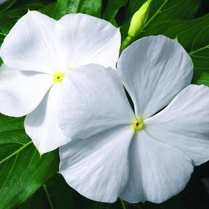 Vinca 'Cora White'