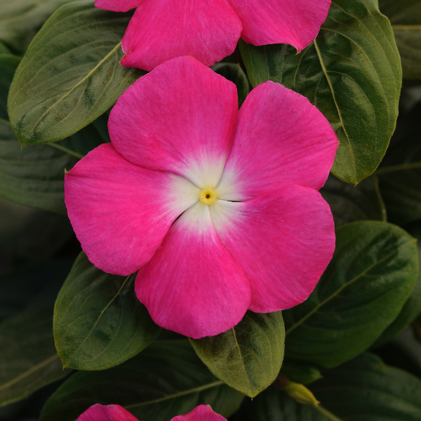 Vinca catharanthus roseus 'Titan Rose Halo' Vinca catharanthus roseus 'Titan Rose Halo'