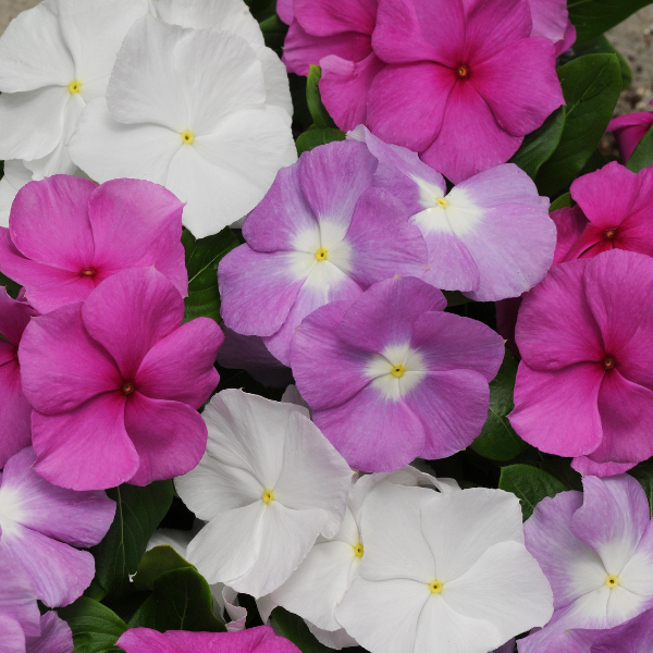 Vinca catharanthus roseus 'Titan Summer Breeze Mix' Vinca catharanthus roseus 'Titan Summer Breeze Mix'