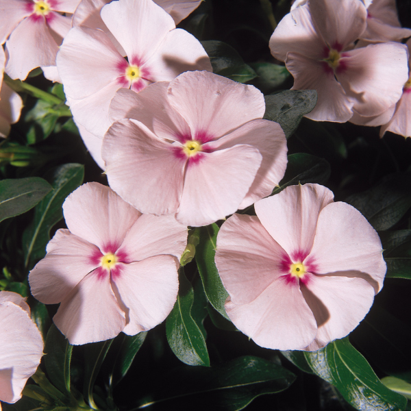 Vinca catharanthus roseus 'Mediterranean Peach XP' Vinca catharanthus roseus 'Mediterranean Peach XP'