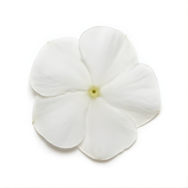 Vinca catharanthus roseus 'Mediterranean White XP' Vinca catharanthus roseus 'Mediterranean White XP'