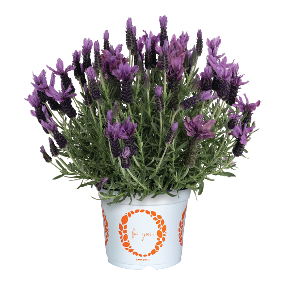 Lavender lavandula stoechas 'La Diva Berry Bountiful' Lavender lavandula stoechas 'La Diva Berry Bountiful'