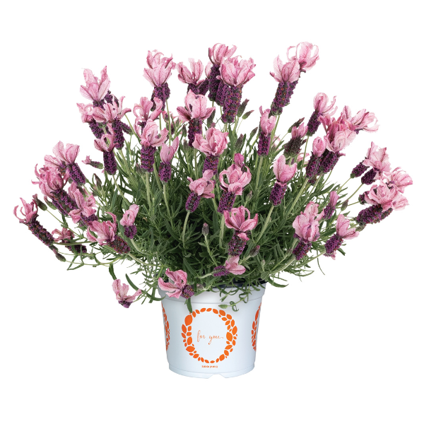 Lavender lavandula stoechas 'La Diva Berry Rosey' Lavender lavandula stoechas 'La Diva Berry Rosey'