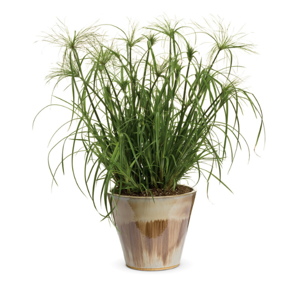 Ornamental Grass papyrus 'Cyperus King Tut' Ornamental Grass papyrus 'Cyperus King Tut'