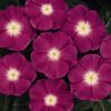 Vinca 'Pacifica Orchid Halo'