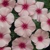 Vinca 'Titan Blush'