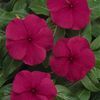Vinca 'Titan Burgundy'