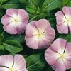 Vinca 'Titan Lavender Blue Halo'