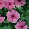 Vinca 'Titan Lilac'