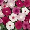 Vinca 'Titan Mix'