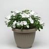 Vinca 'Titan Pure White'