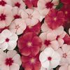 Vinca 'Tutti Frutti Mix'