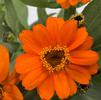 Zinnia 'Profusion Orange'