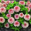 Zinnia 'Swizzler Cherry and Ivory'