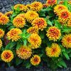 Zinnia 'Swizzler Scarlet and Yellow'