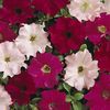 Petunia 'Dreams Wild Rose'