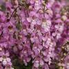 Angelonia 'Serena Lavender Pink'