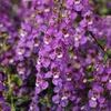 Angelonia 'Serena Purple'