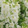 Angelonia 'Serena White'