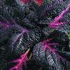 Coleus 'Midnight Train'