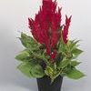 Celosia 'Fresh Look Red'