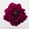 Double Impatiens  'Fiesta Burgundy'